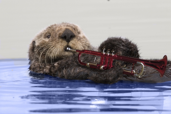 Creation of Blues Jazz Otter: Step 3